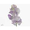 Lathyrus Misty Sweet Lila