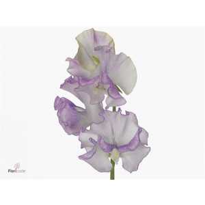 Lathyrus Misty Sweet Lila
