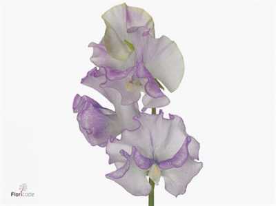 Lathyrus Misty Sweet Lila