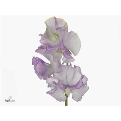 Lathyrus Misty Sweet Lila