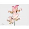 Lathyrus Misty White
