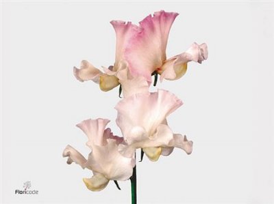 Lathyrus Misty White