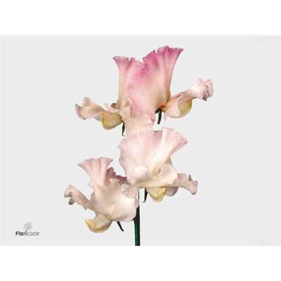Lathyrus Misty White