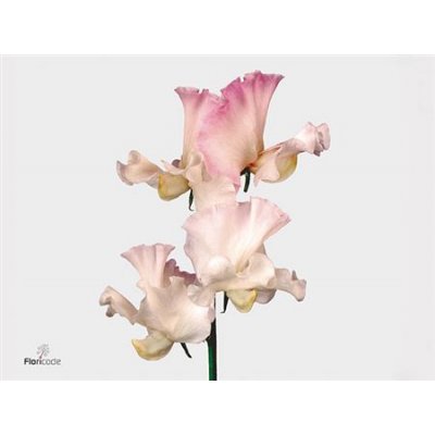Lathyrus Misty White