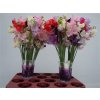 Lathyrus Mixed