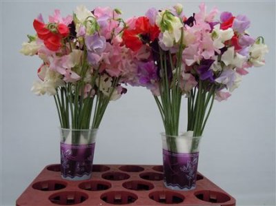 Lathyrus Mixed
