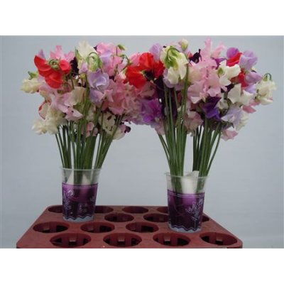 Lathyrus Mixed