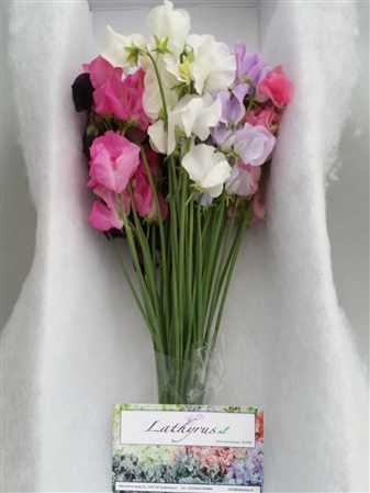 Lathyrus Mixed Box