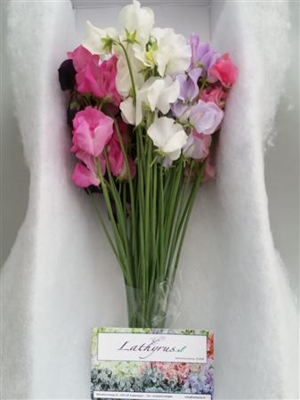 Lathyrus Mixed Box