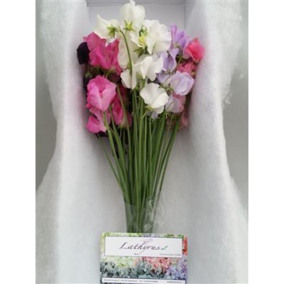 Lathyrus Mixed Box