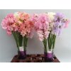 Lathyrus Mixed Pastel