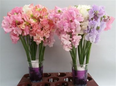 Lathyrus Mixed Pastel