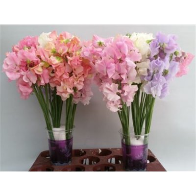 Lathyrus Mixed Pastel