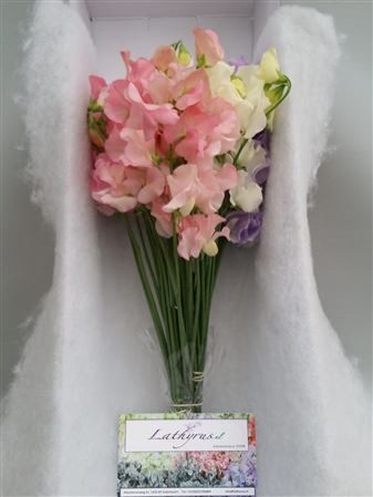 Lathyrus Mixed Pastel Box