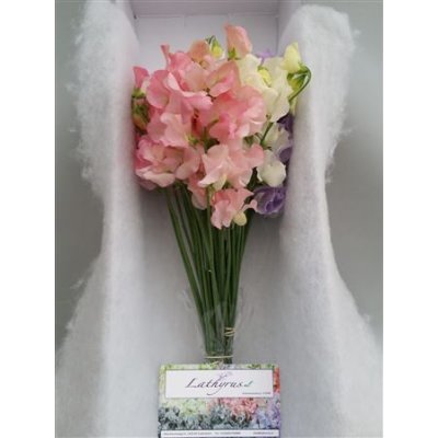 Lathyrus Mixed Pastel Box
