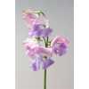 Lathyrus Pearlescence Pink