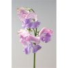Lathyrus Pearlescence Pink