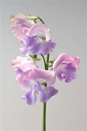 Lathyrus Pearlescence Pink