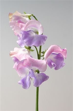 Lathyrus Pearlescence Pink