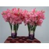 Lathyrus Pink
