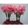 Lathyrus Pink