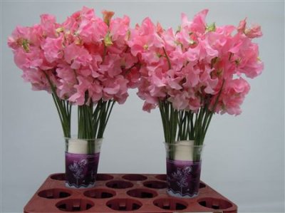 Lathyrus Pink