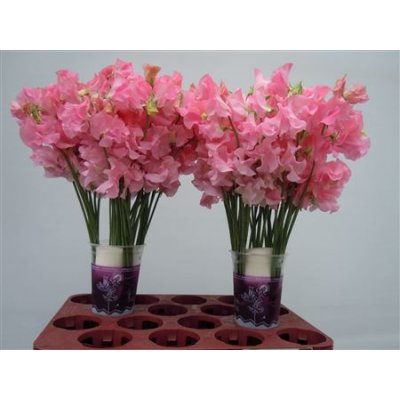 Lathyrus Pink