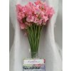 Lathyrus Pink Box