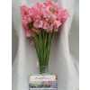 Lathyrus Pink Box