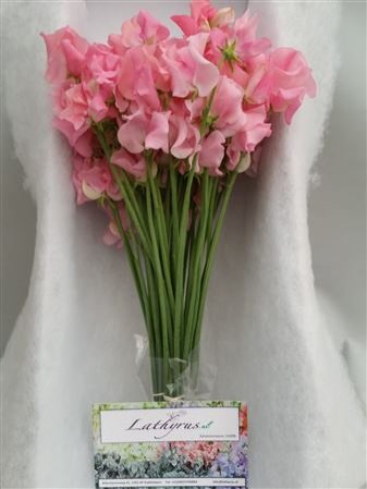 Lathyrus Pink Box