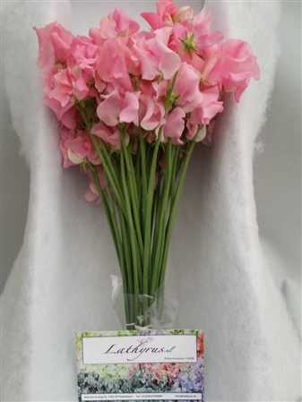 Lathyrus Pink Box