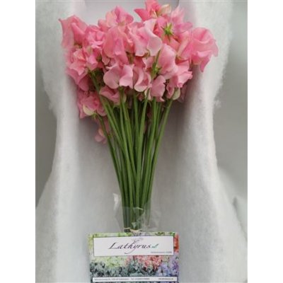 Lathyrus Pink Box
