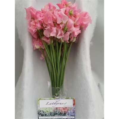 Lathyrus Pink Box