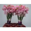Lathyrus Pink Pale