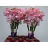Lathyrus Pink Pale