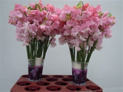 Lathyrus Pink Pale