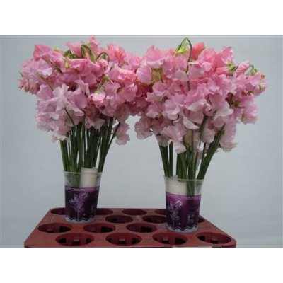 Lathyrus Pink Pale