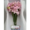 Lathyrus Pink Pale Box