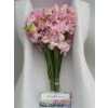 Lathyrus Pink Pale Box