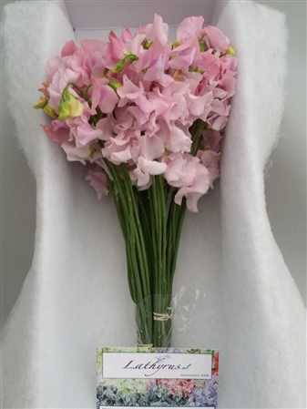 Lathyrus Pink Pale Box