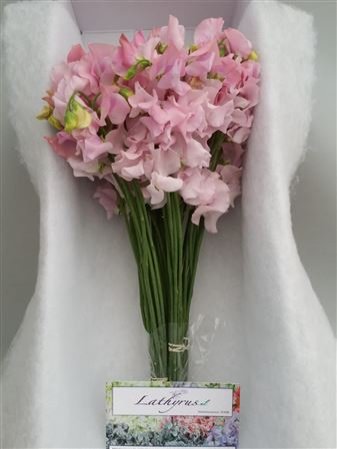 Lathyrus Pink Pale Box