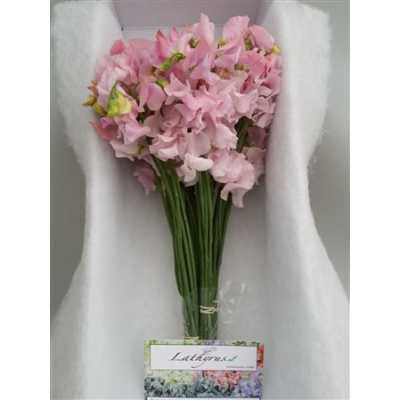 Lathyrus Pink Pale Box