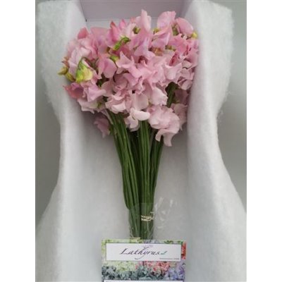 Lathyrus Pink Pale Box