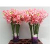 Lathyrus Pink Wedding