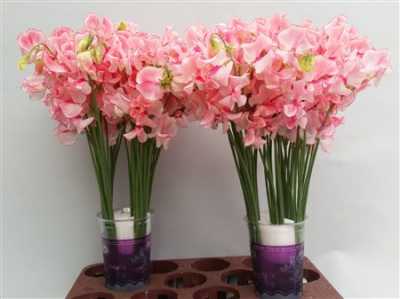 Lathyrus Pink Wedding