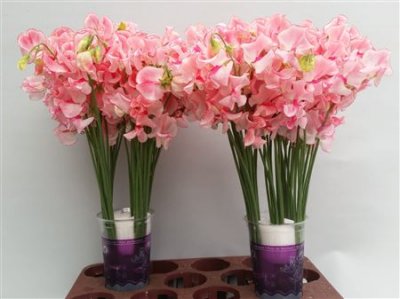 Lathyrus Pink Wedding