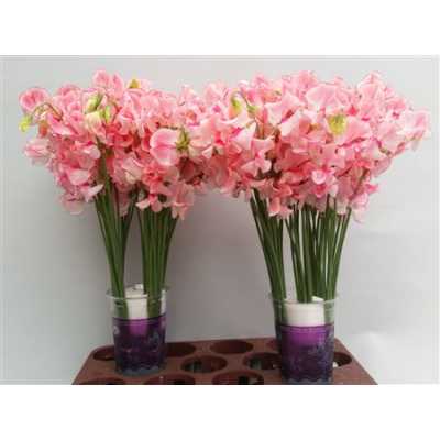 Lathyrus Pink Wedding