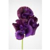 Lathyrus Purper Cape