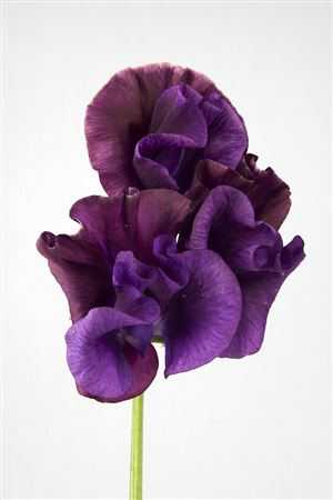 Lathyrus Purper Cape