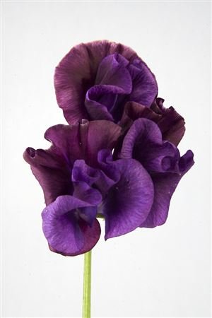 Lathyrus Purper Cape